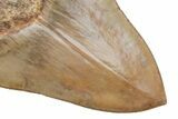 Fossil Megalodon Tooth - Fantastic Indonesian Meg #219304-3
